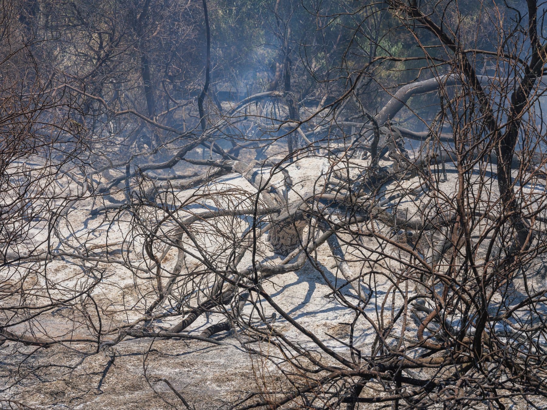 Parcelle brûlée après le passage du feu