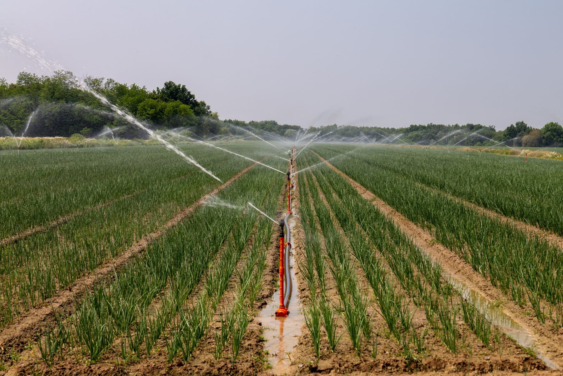 Irrigation par aspersion sur une parcelle maraîchère