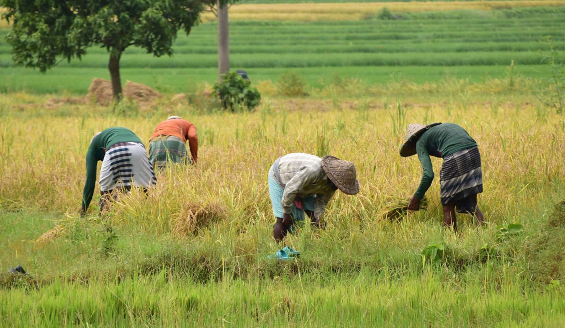 Moisson collective dans une parcelle de céréales
